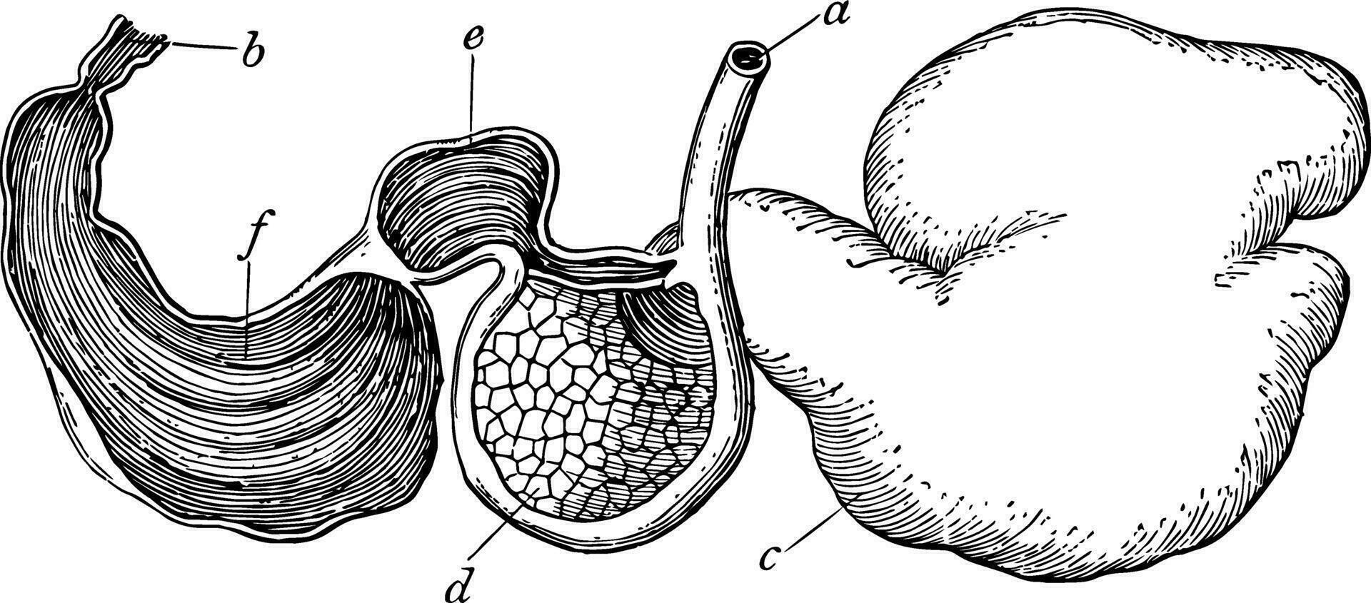 Sheep Stomach, vintage illustration vector