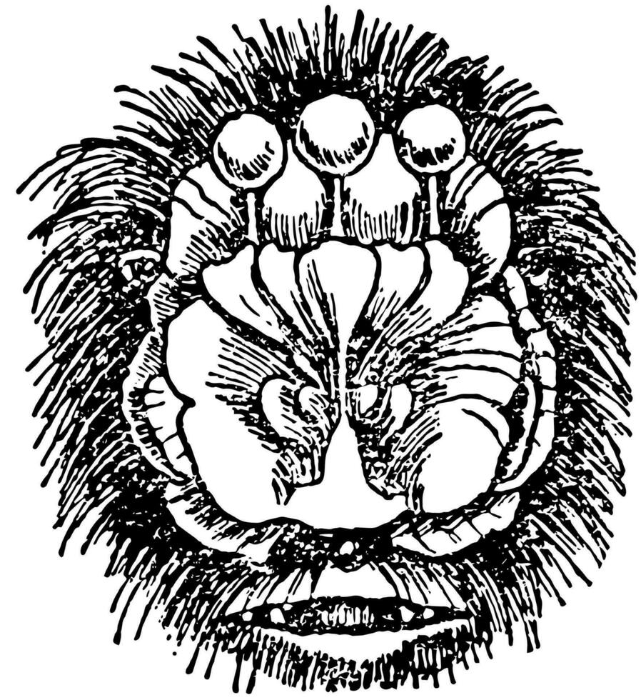 Flower Nosed Bat Head, vintage illustration. vector