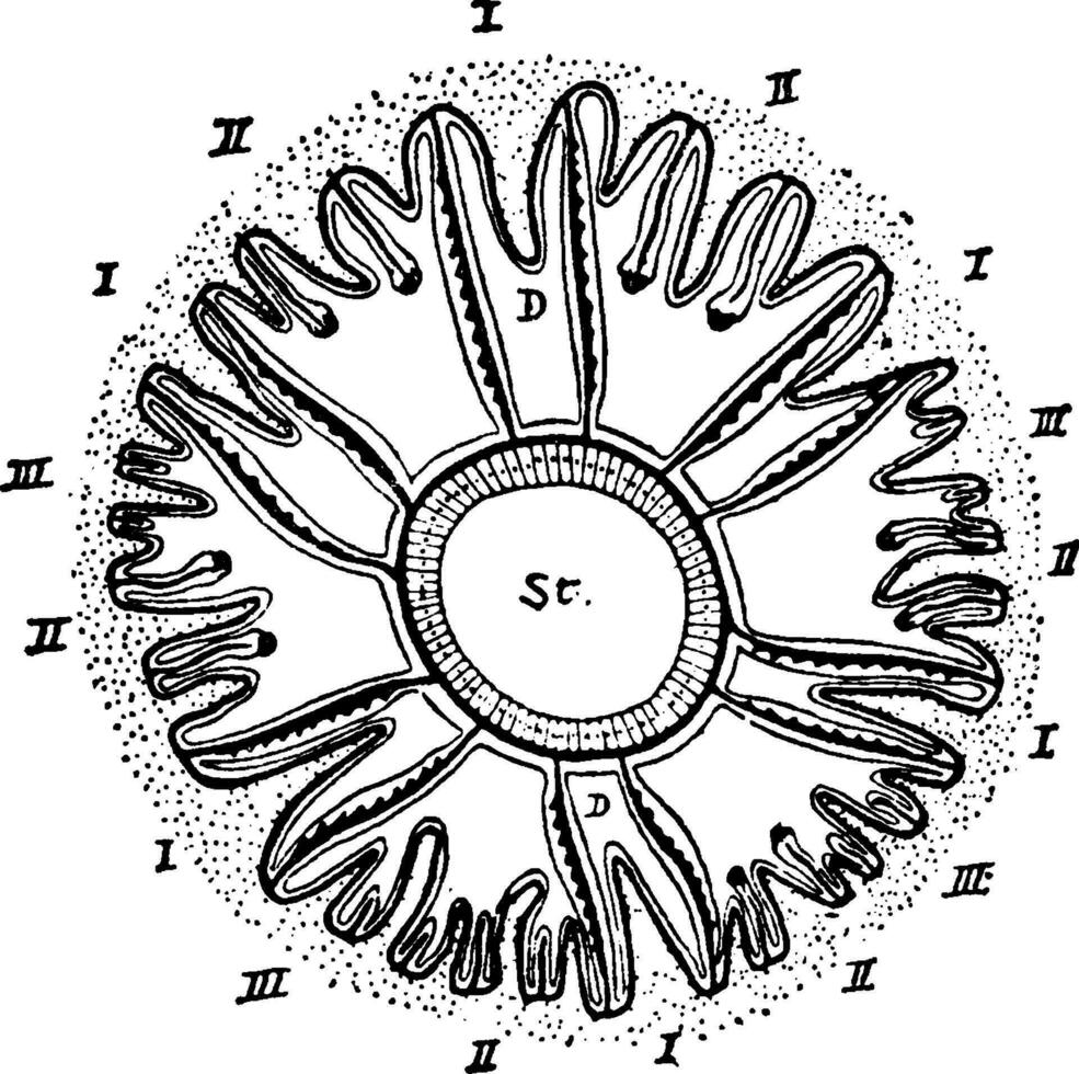 Cladocora, vintage illustration. vector