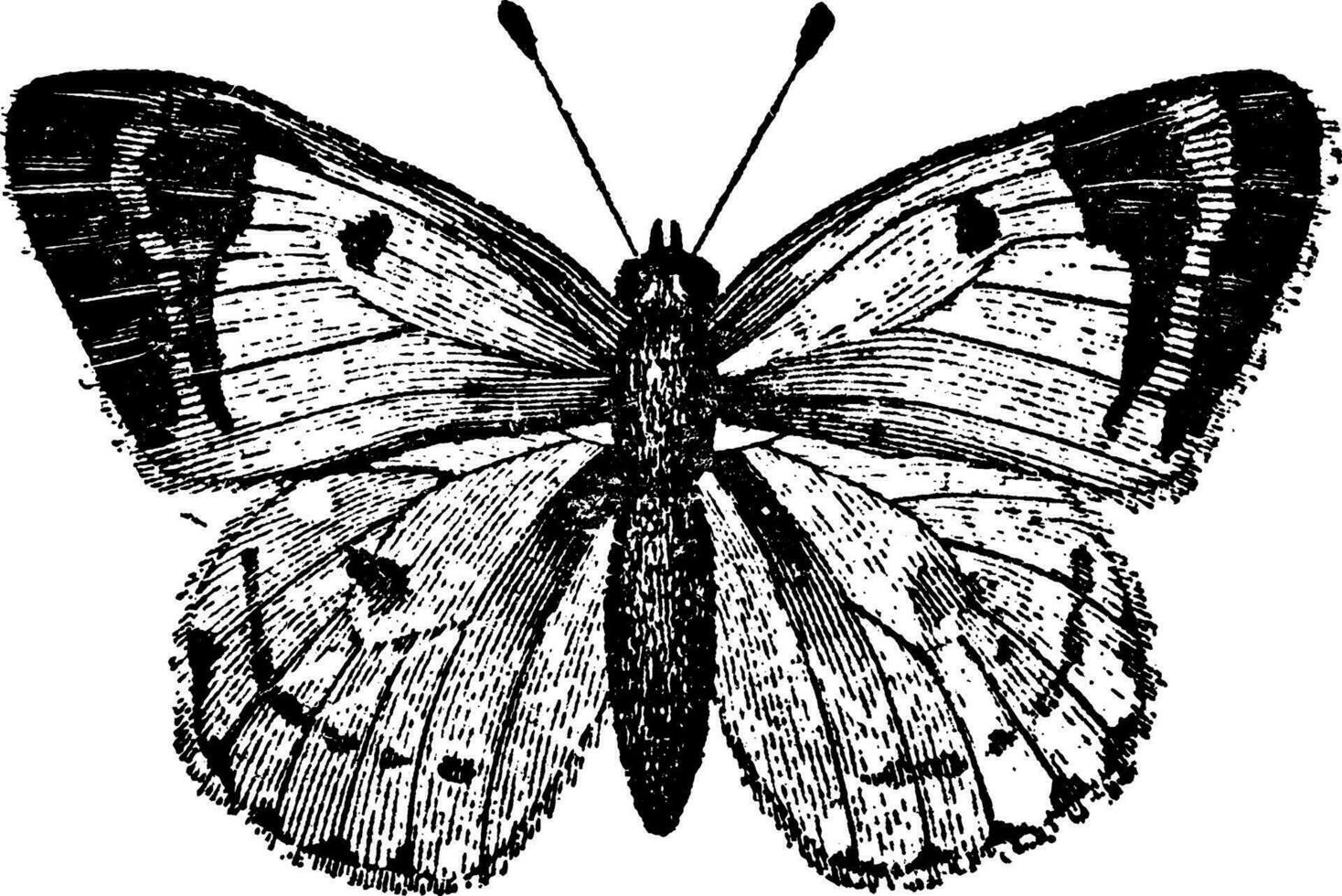 Colias Hyale Butterfly, vintage illustration. vector