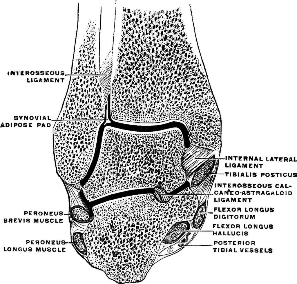 coronal sección mediante el tobillo articulación, Clásico ilustración. vector