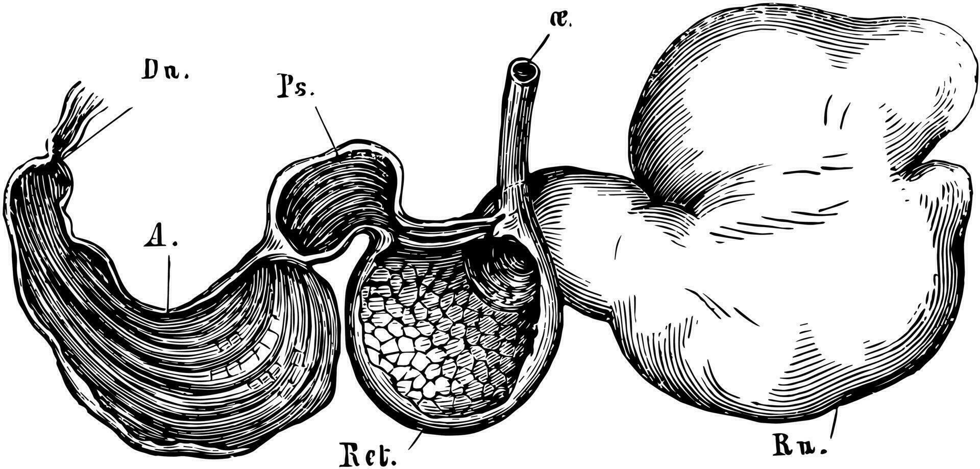 estómago de un oveja, Clásico ilustración. vector