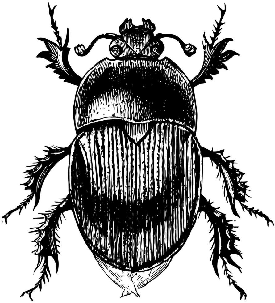 Drone Beetle, vintage illustration. vector