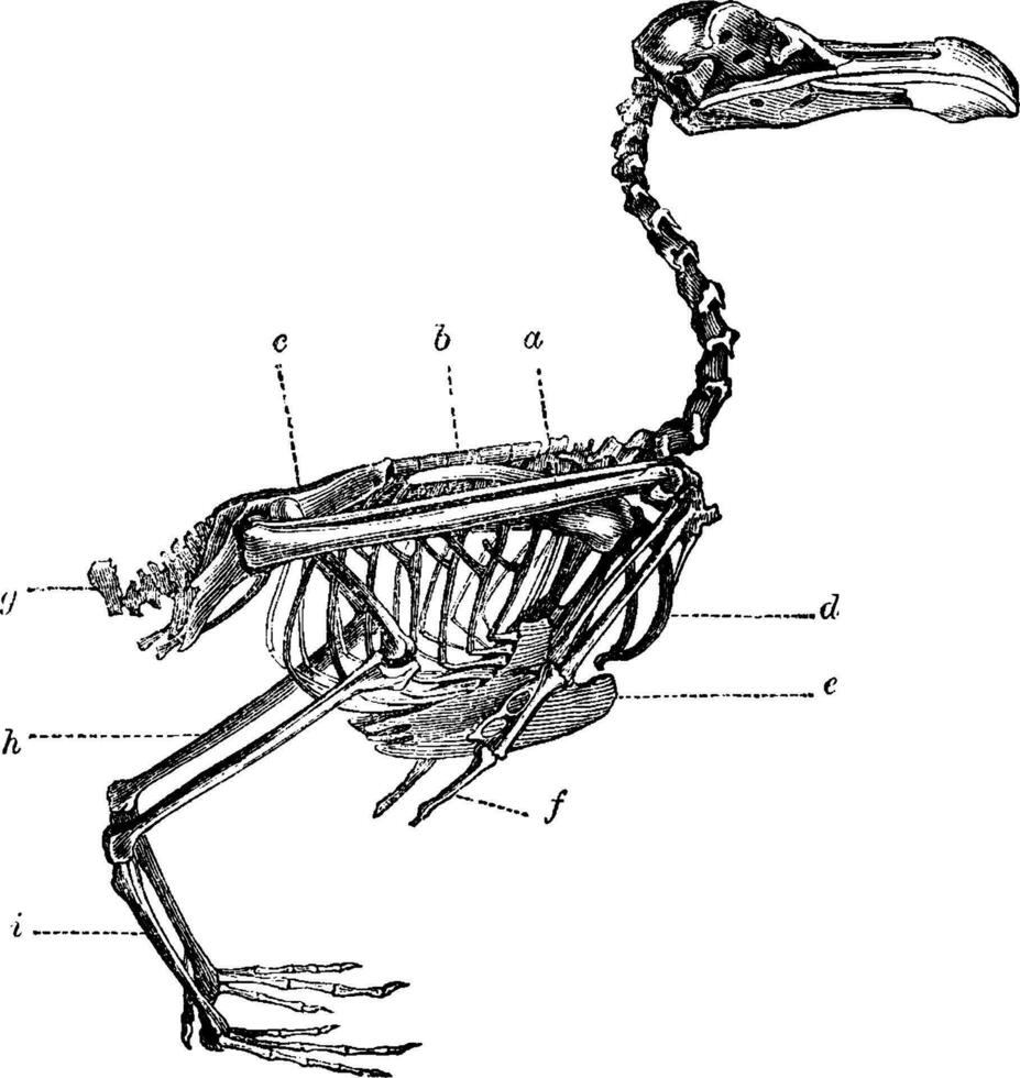 esqueleto de un pájaro, Clásico ilustración. vector