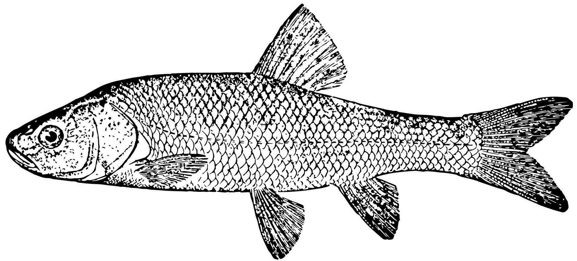 Tui Chub, vintage illustration. vector