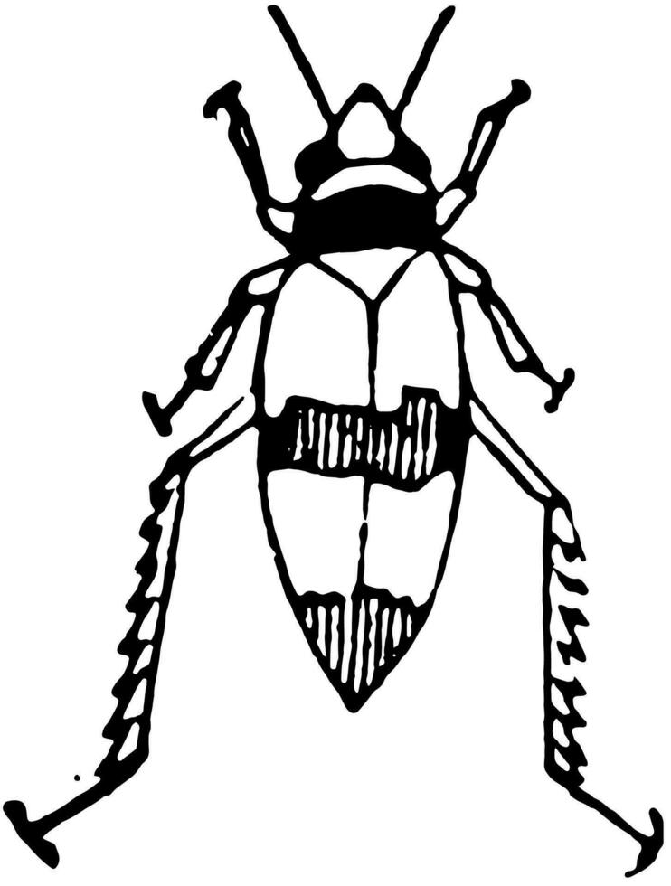 Threebanded Grape Leafhopper Imago, vintage illustration. vector