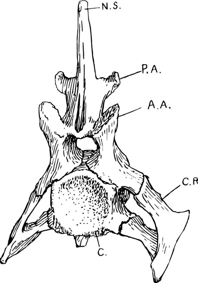 Crocodile Vertebra, vintage illustration vector