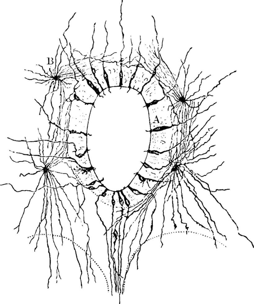sección mediante espinal cable demostración neuroglial celúla, Clásico ilustración. vector