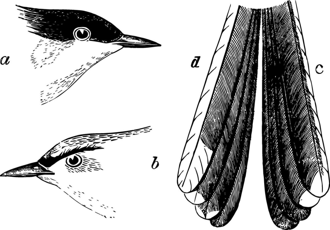 Black capped Gnat catcher vintage illustration. vector
