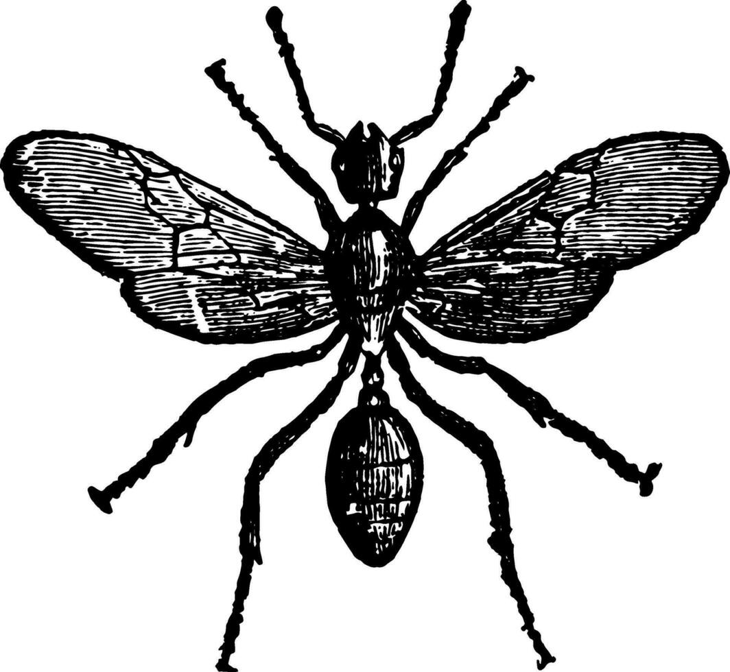 Male Red Ant vintage illustration. vector