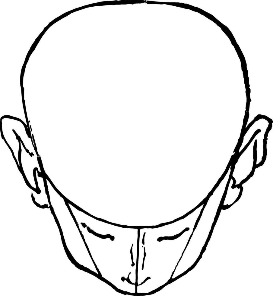 Bald Head shown tilted vintage engraving. vector