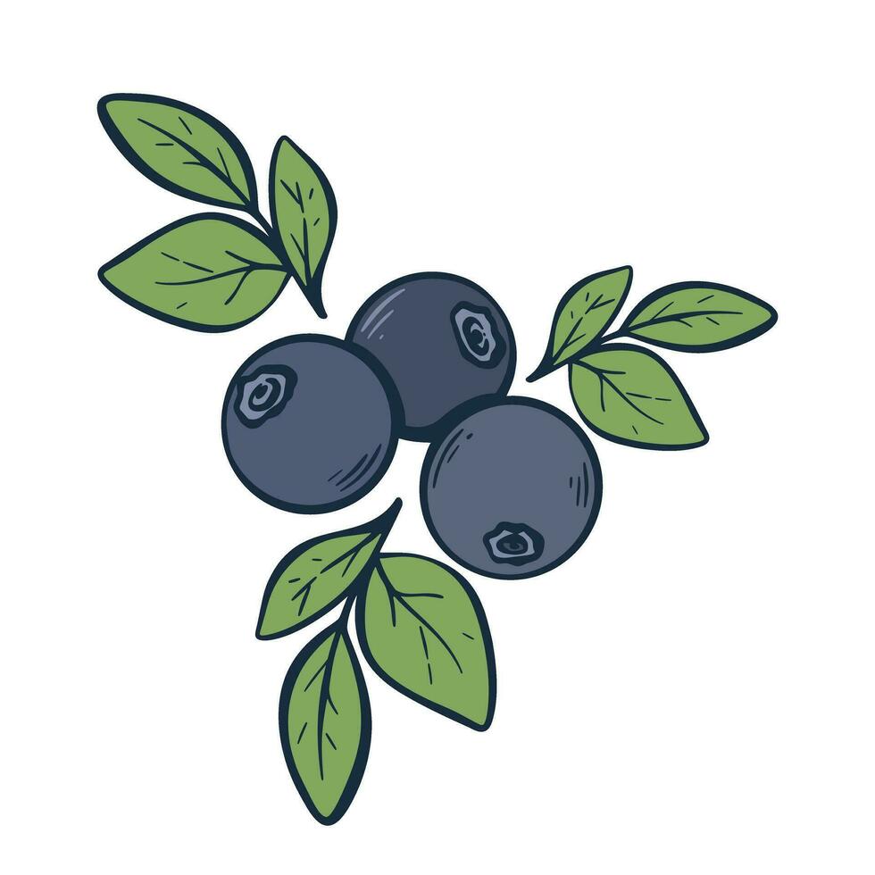 Fresh ripe blueberries hand engraving vector