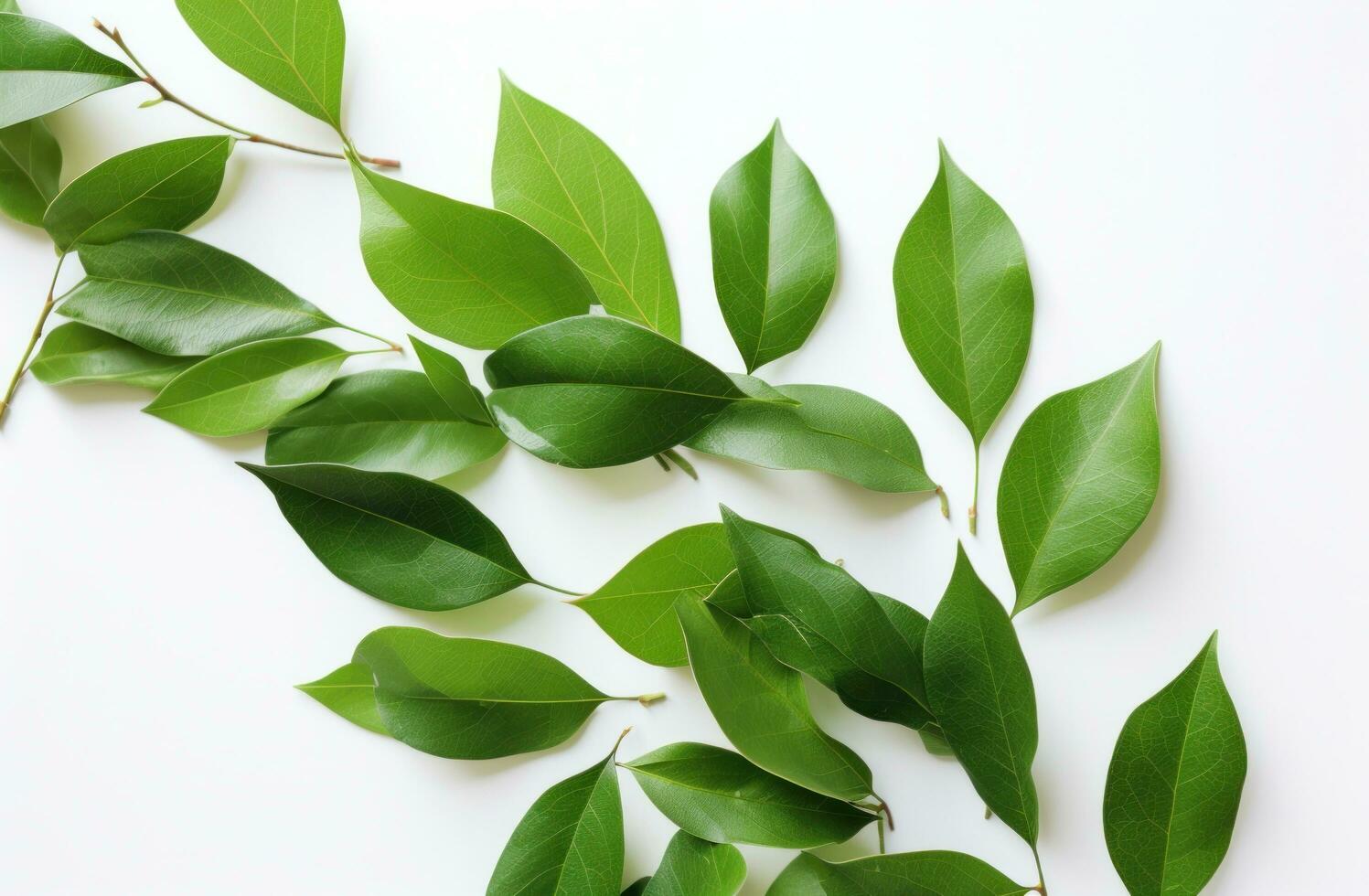 AI generated a bunch of green leaves from a tree on a white background photo