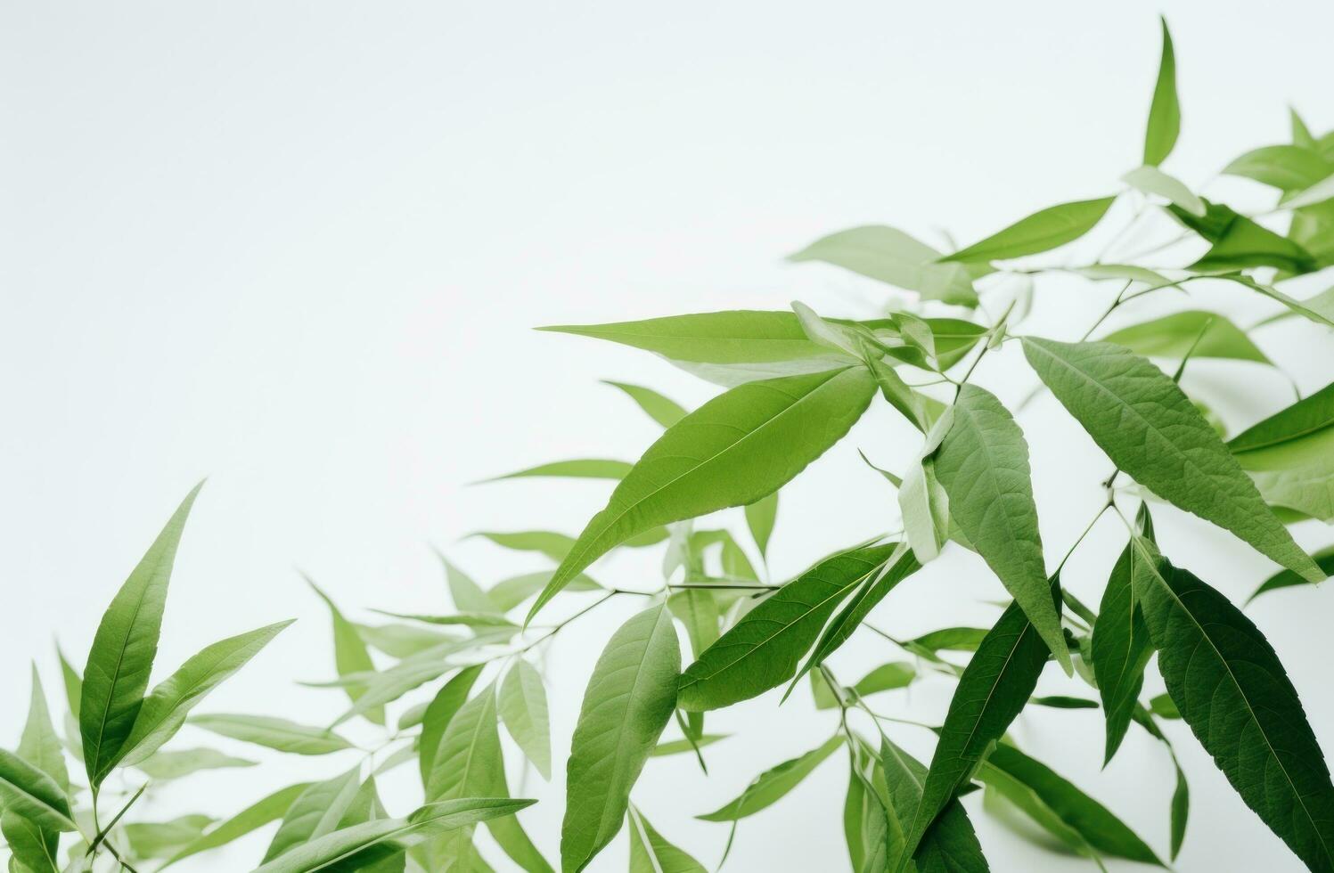 AI generated a bunch of green leaves from a tree on a white background photo