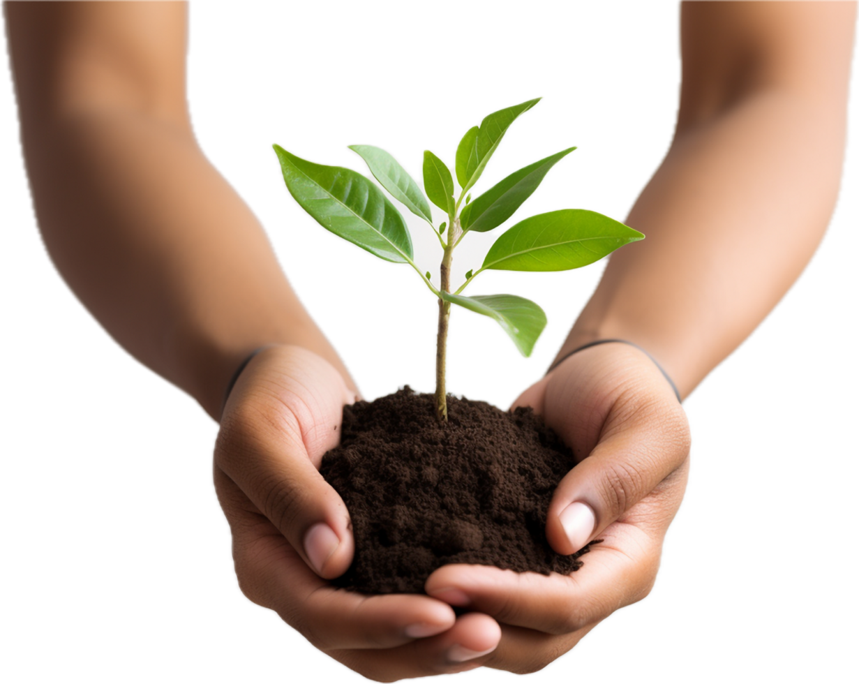 AI generated hands holding young plant sprout png