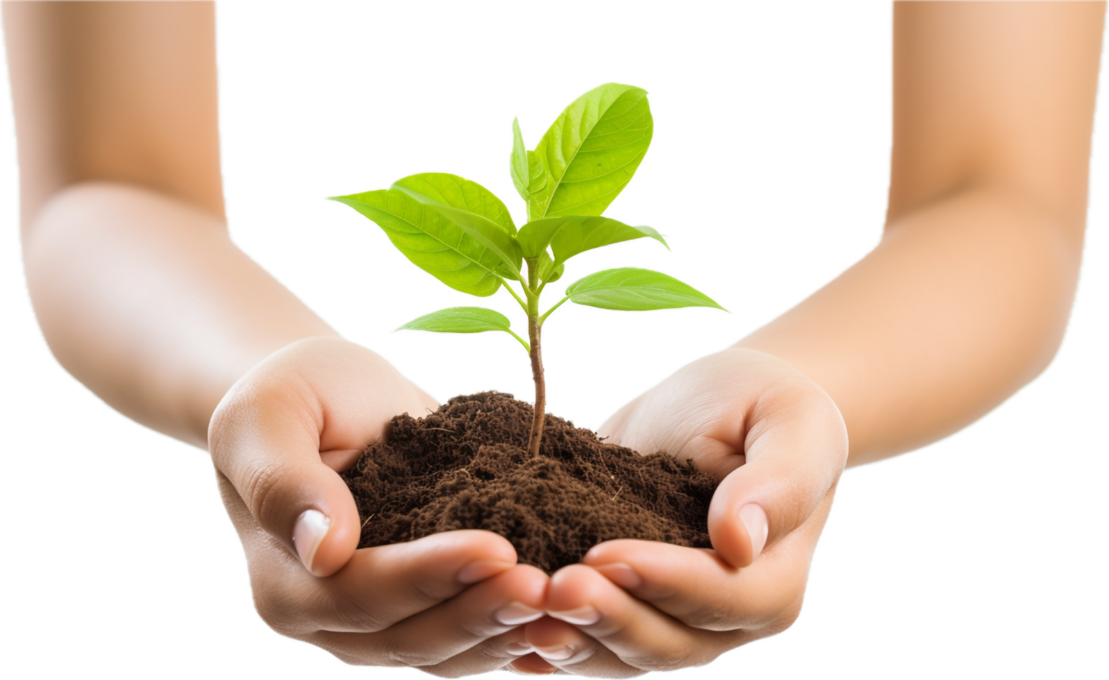 AI generated hands holding young plant sprout png