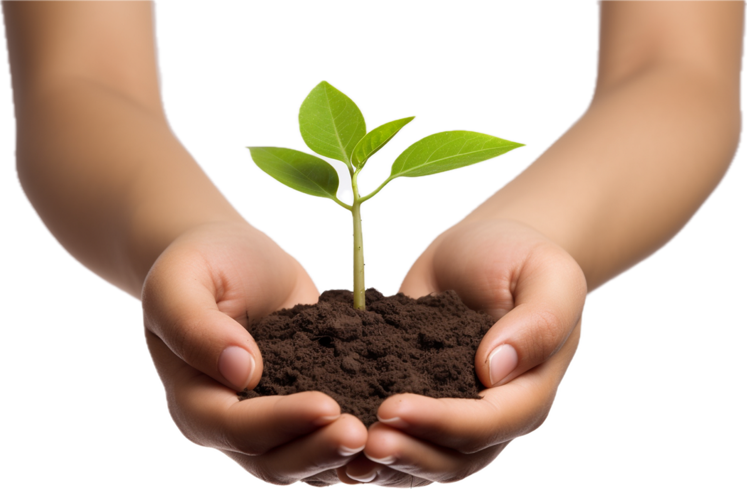 AI generated hands holding young plant sprout png