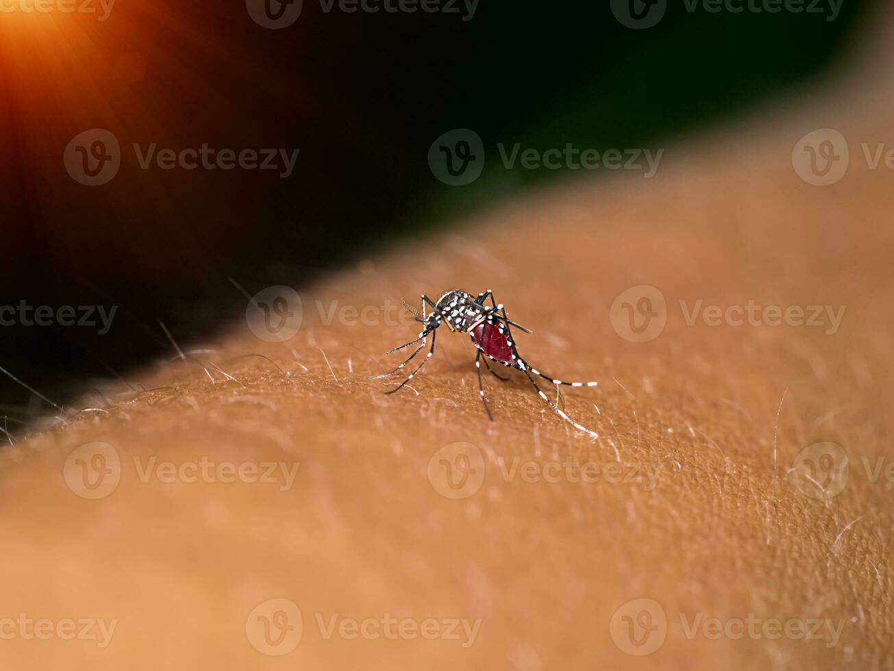 Close-up of a mosquito sucking blood. photo