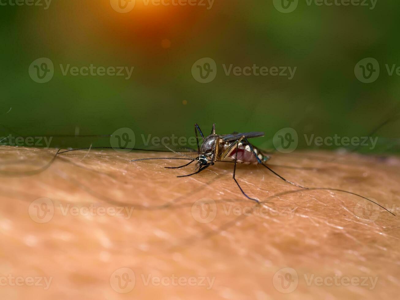 Close-up of a mosquito sucking blood. photo