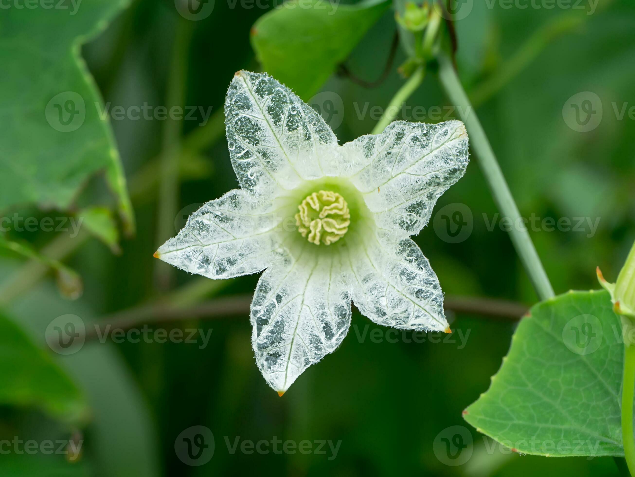 https://static.vecteezy.com/system/resources/previews/035/460/249/large_2x/white-ivy-flower-in-the-dark-background-photo.jpg