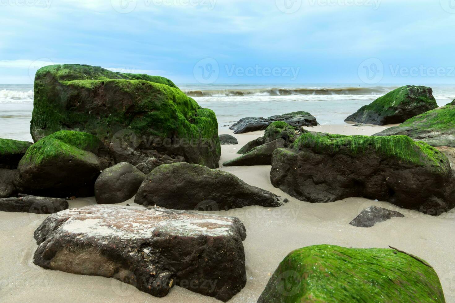 Green algae on rocks at the beach. photo