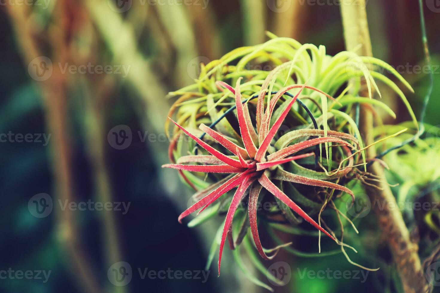 Tillandsia air plant in the nature. photo