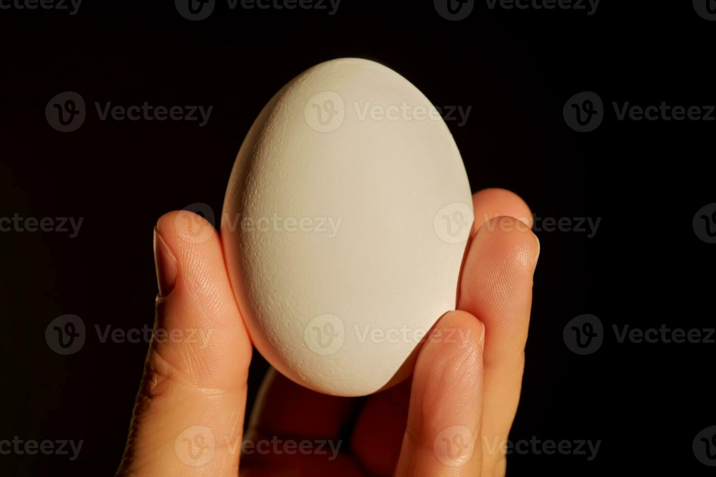 White chicken egg in a woman's hand. photo