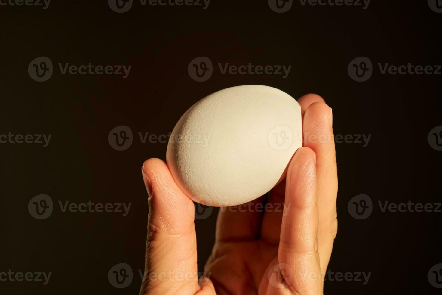 White chicken egg in a woman's hand. photo