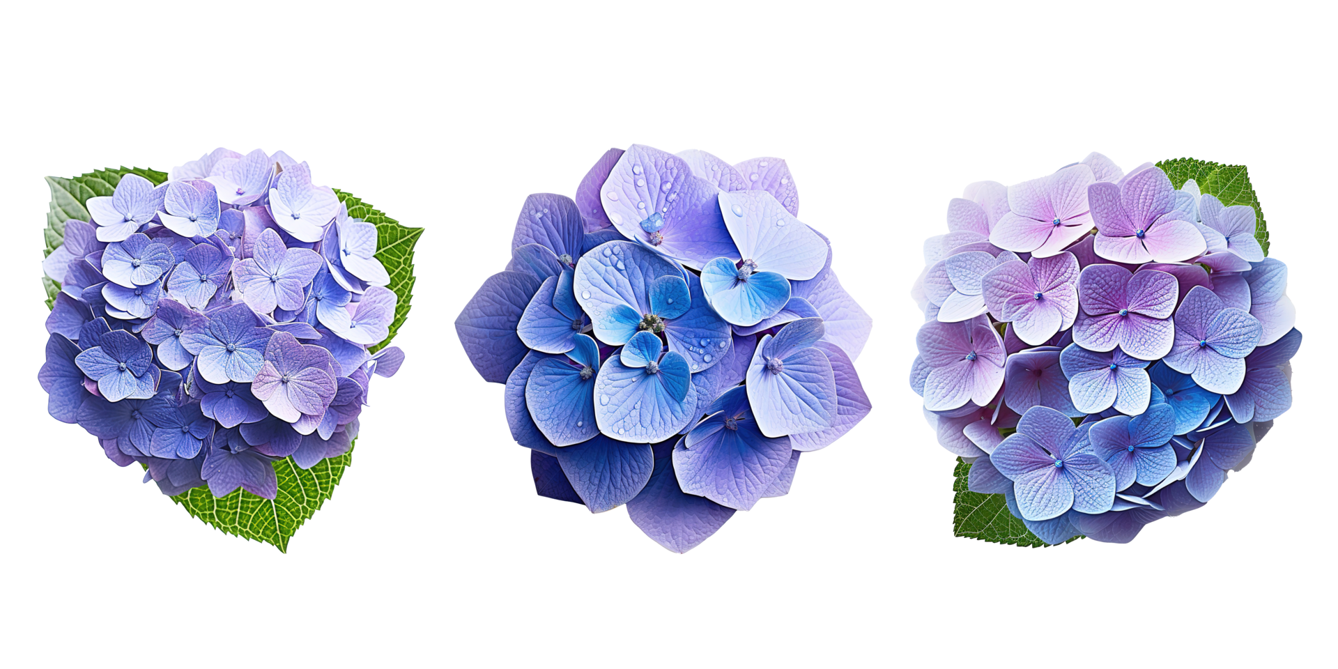 AI generated Blooming blue hydrangea flower png