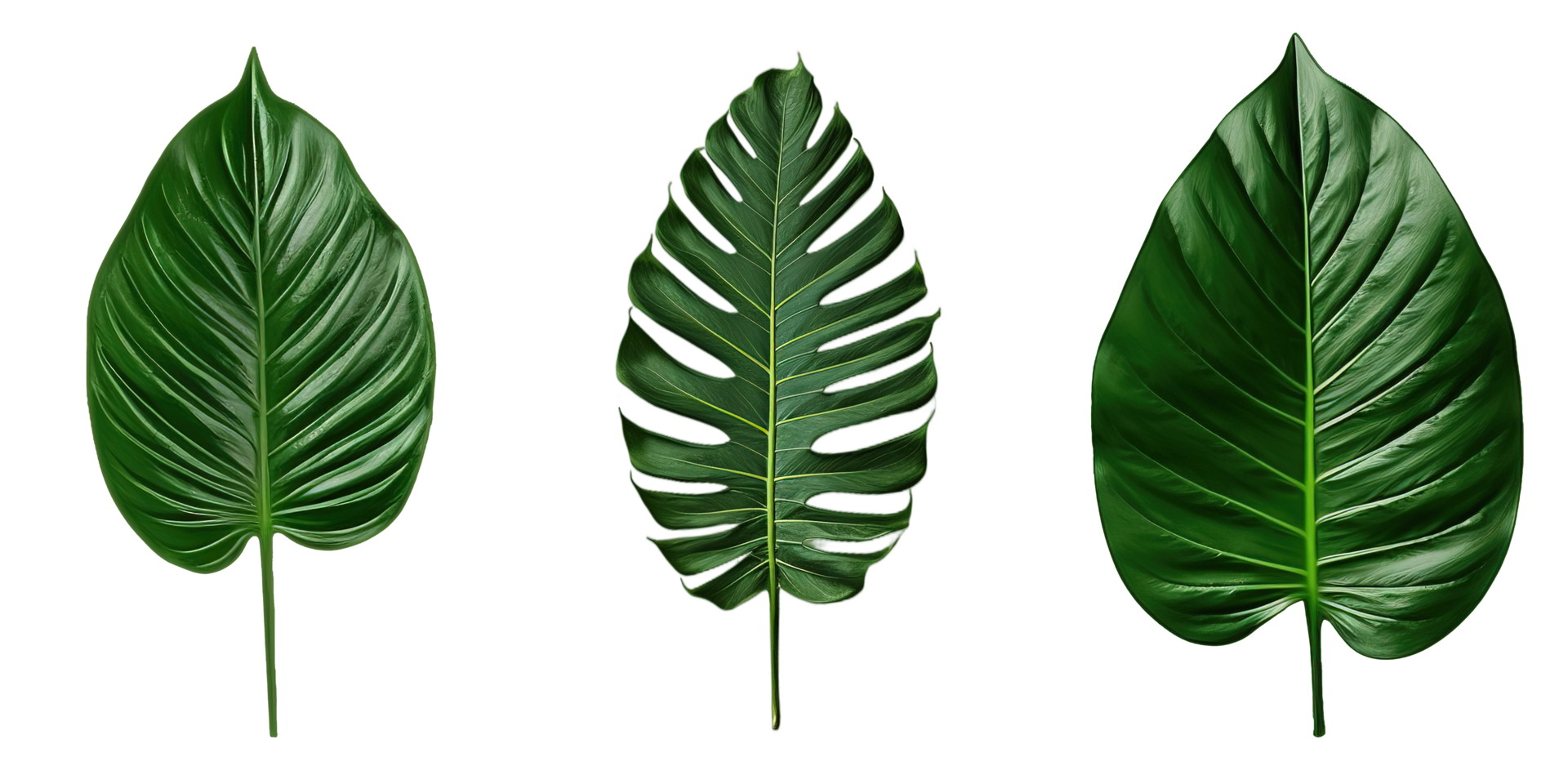 AI generated Set Tropical jungle Monstera leaves on transparent background png