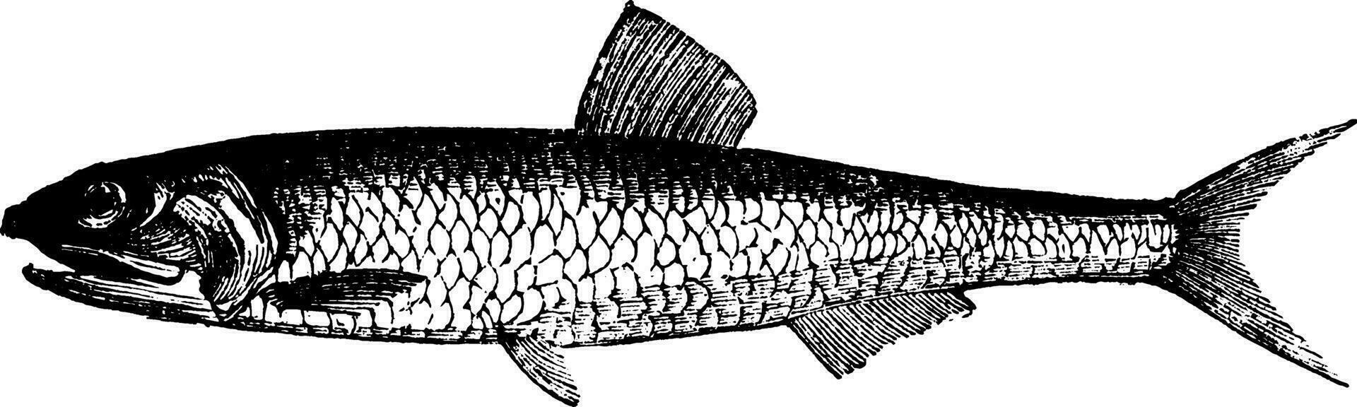 anchoa, ilustración vintage. vector