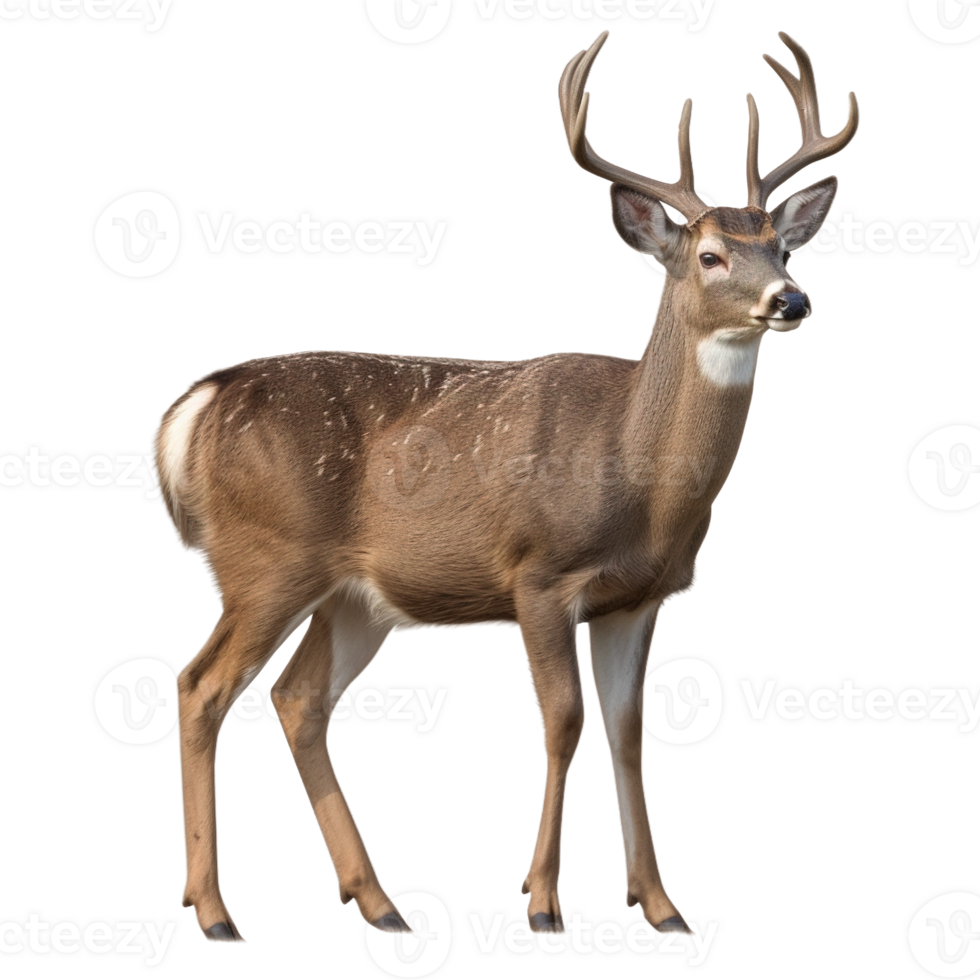 AI generated Deer stag in front on transparent background png