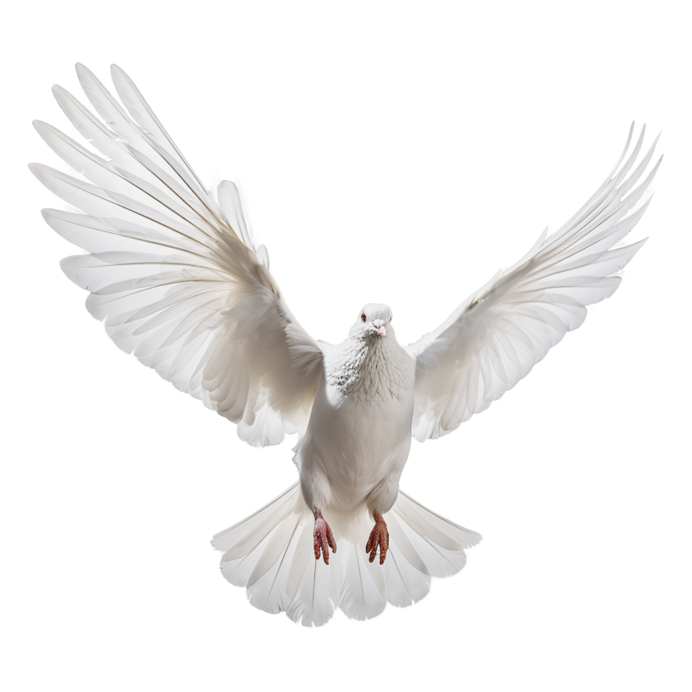 AI generated White dove on transparent background png