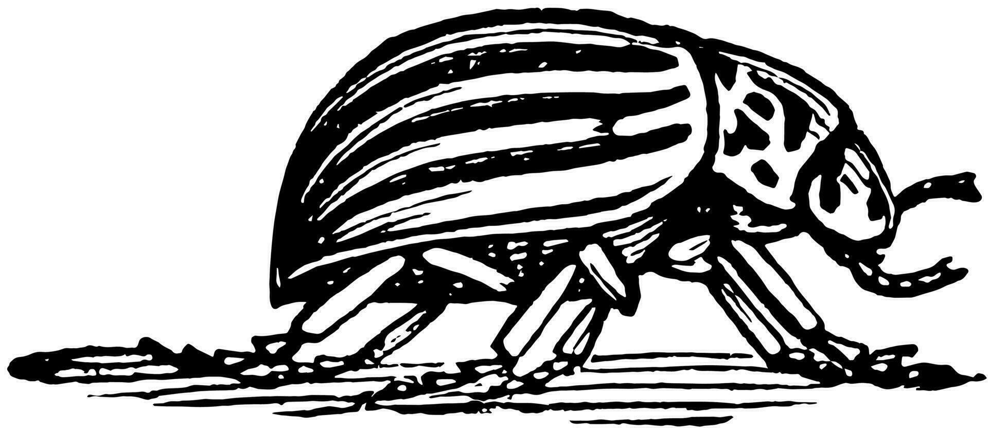 Potato Beetle, vintage illustration. vector
