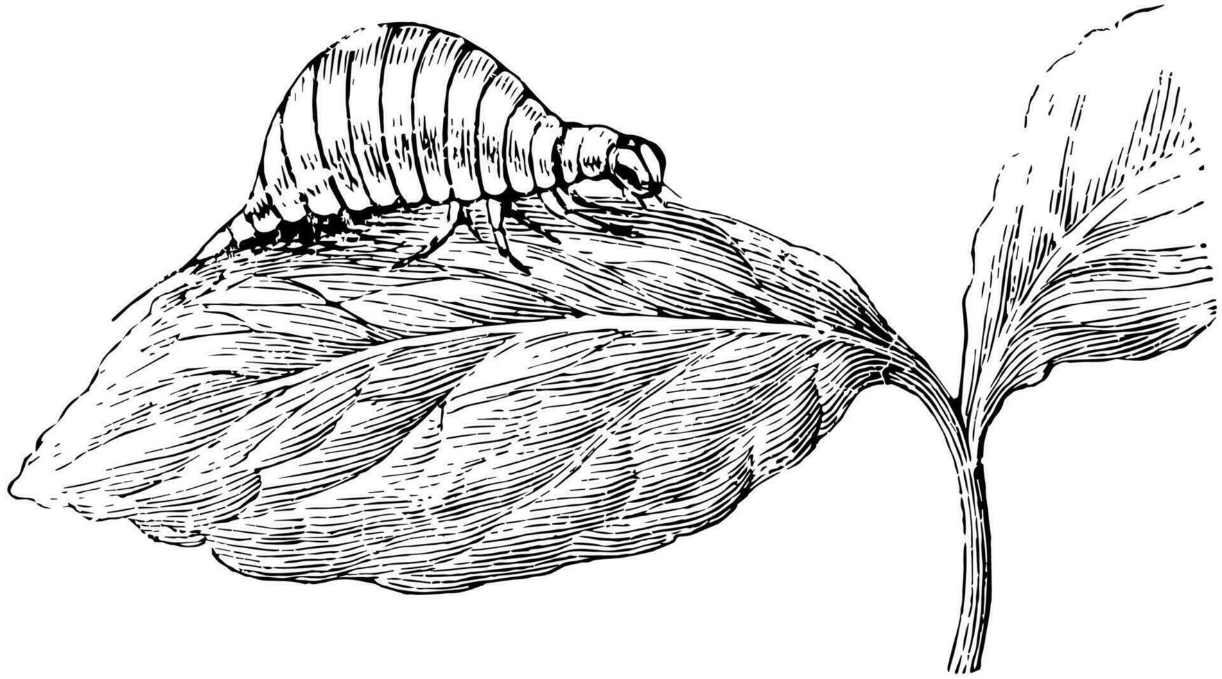Larva of the Colorado Beetle, vintage illustration. vector