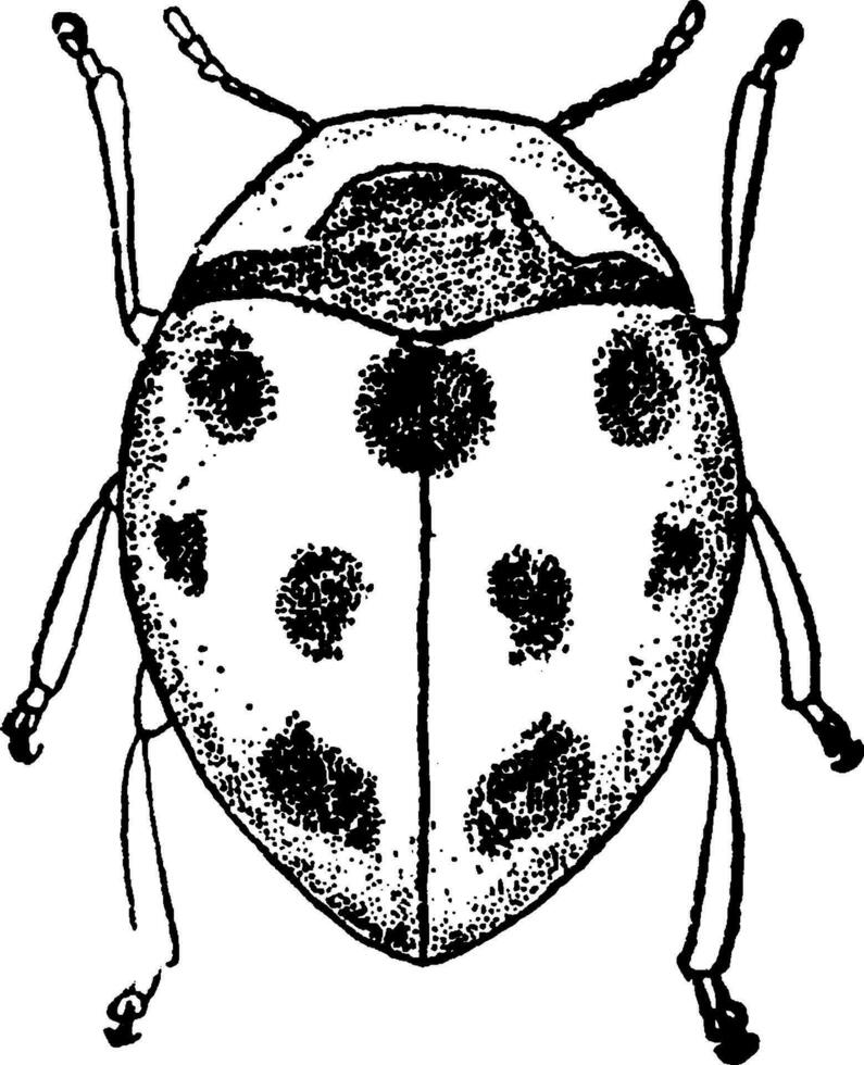 Coccinella, vintage illustration. vector