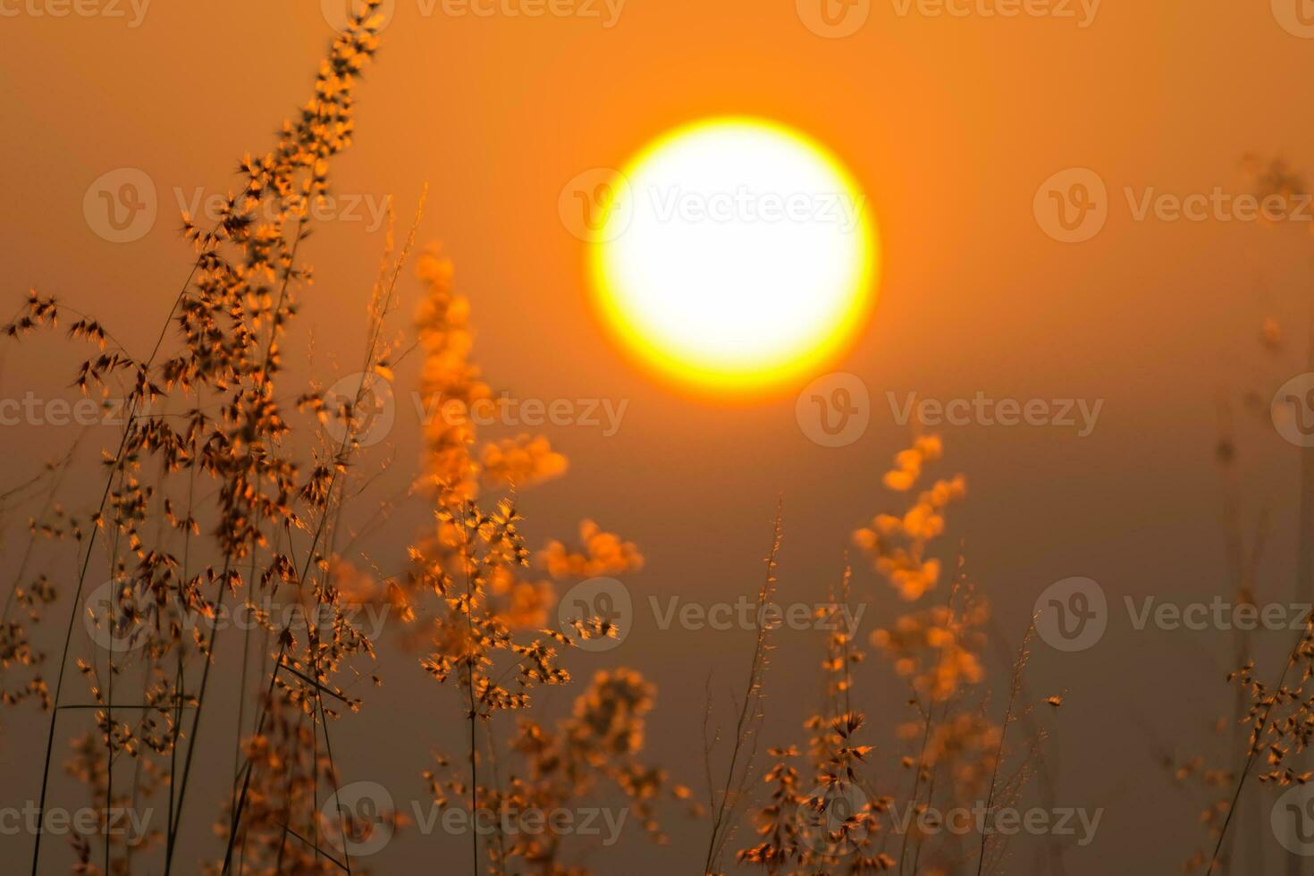 Flower grass on the mountain with sunset. photo