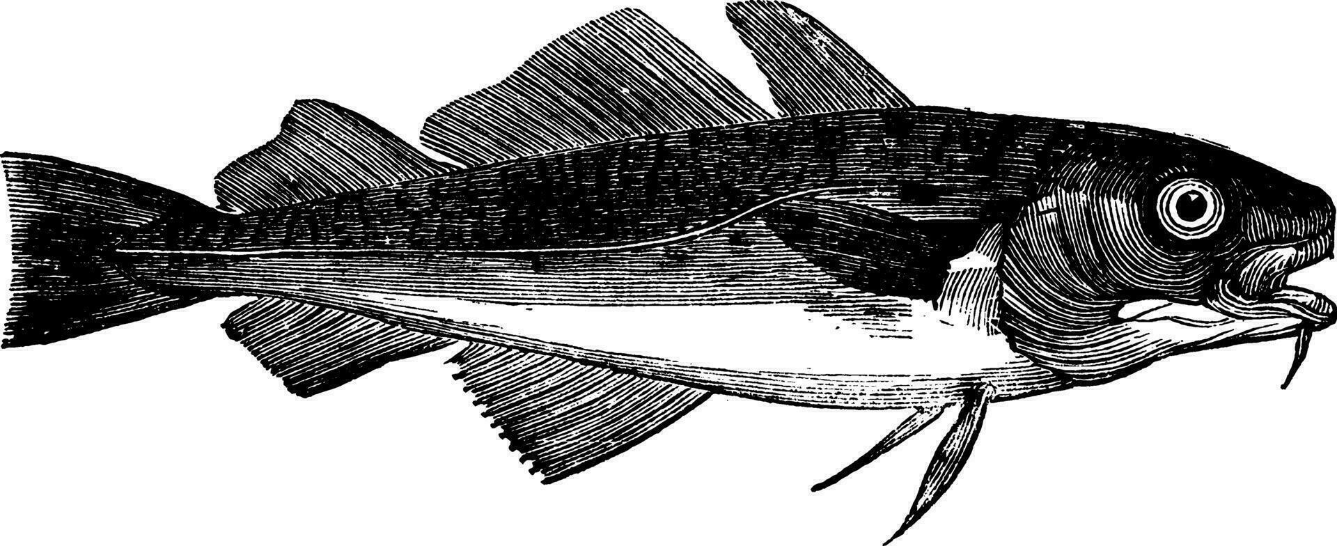 Common Cod, vintage illustration. vector