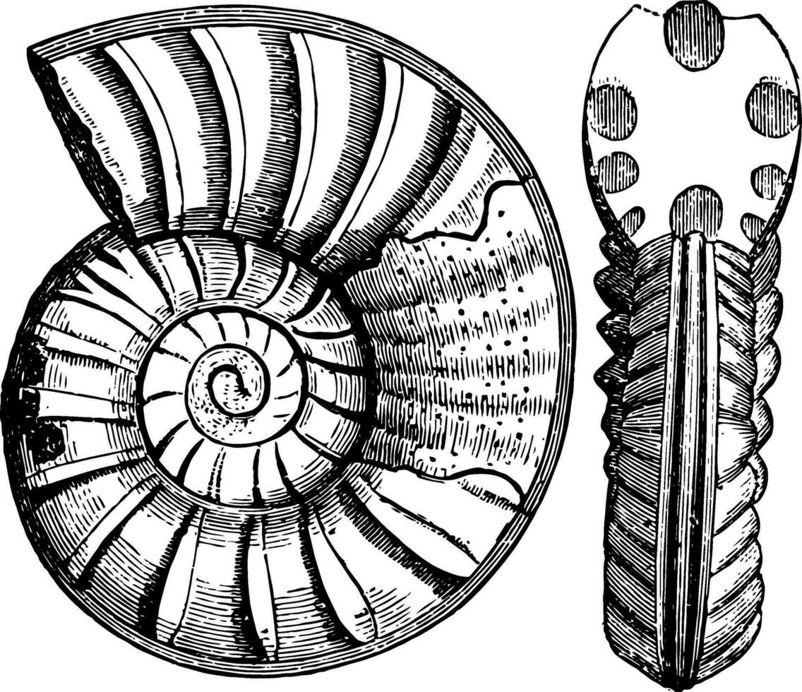 Ammonites obtusus, vintage illustration. vector