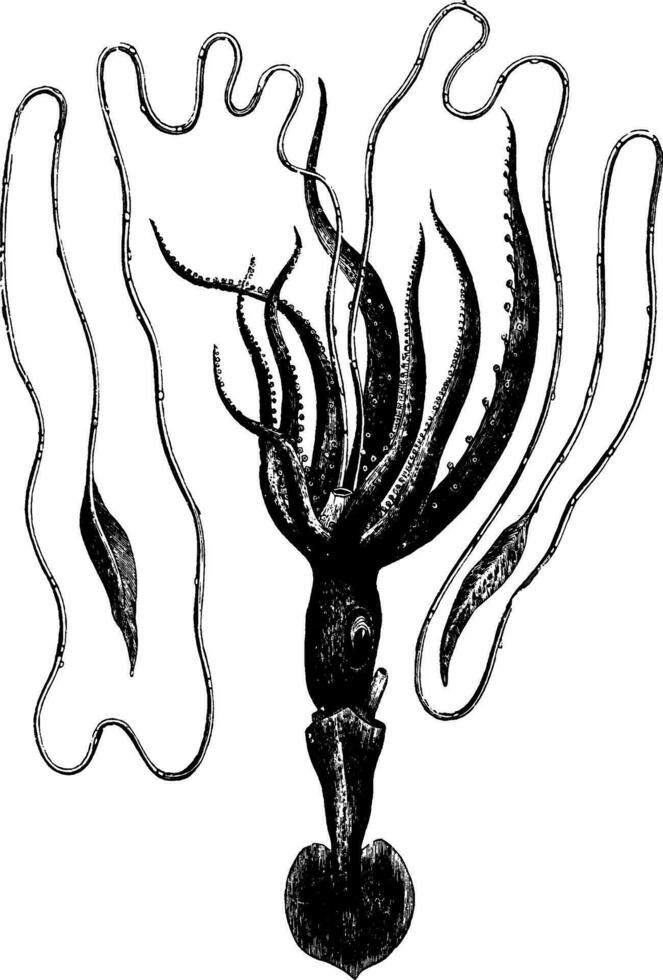 Bonelli Cheiroteuthis, vintage illustration. vector