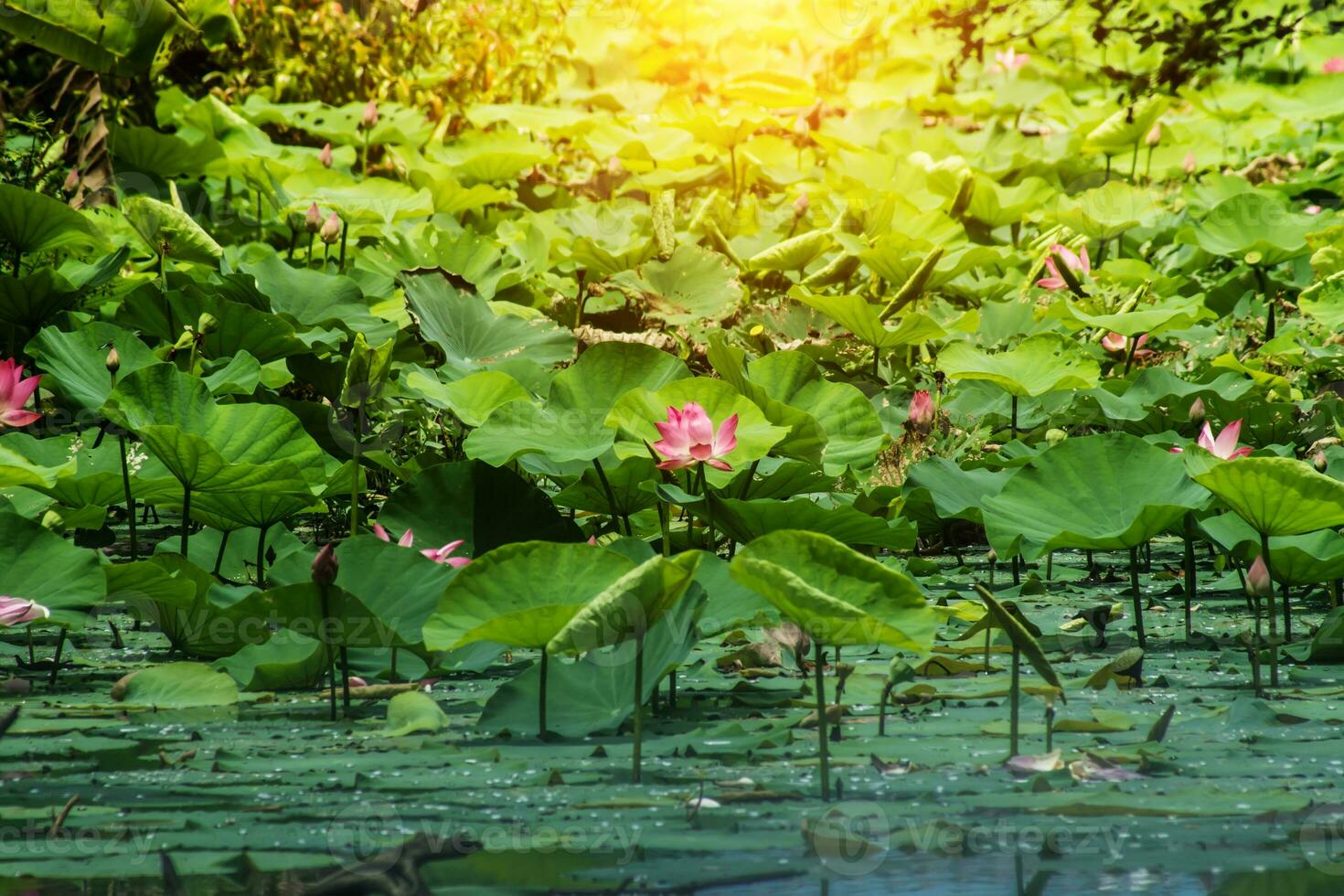 Beautiful pink lotus flower photo