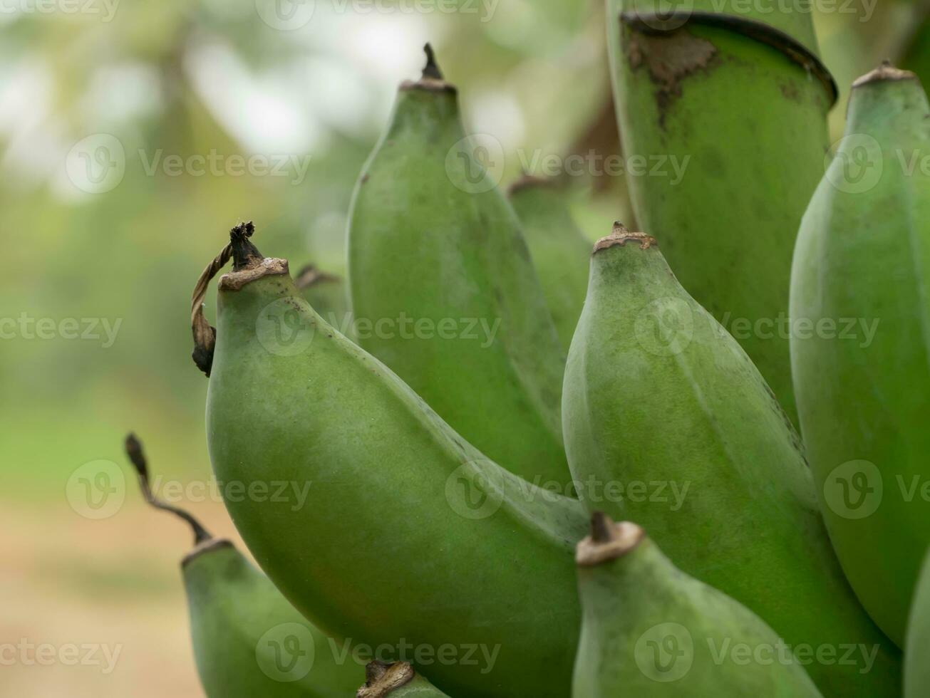 verde bananas colgando en árbol. foto