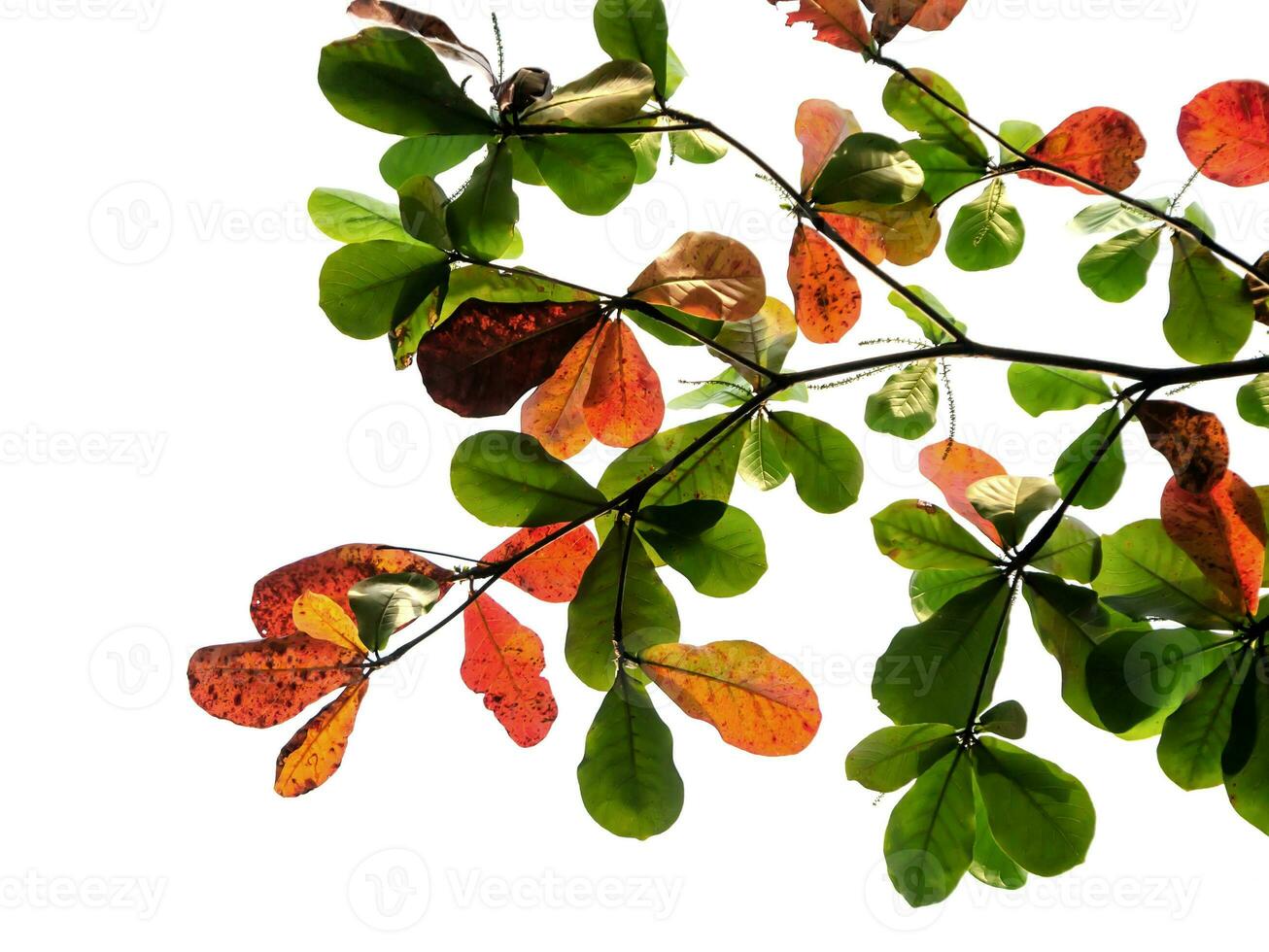 Orange and green leaves on branch. photo