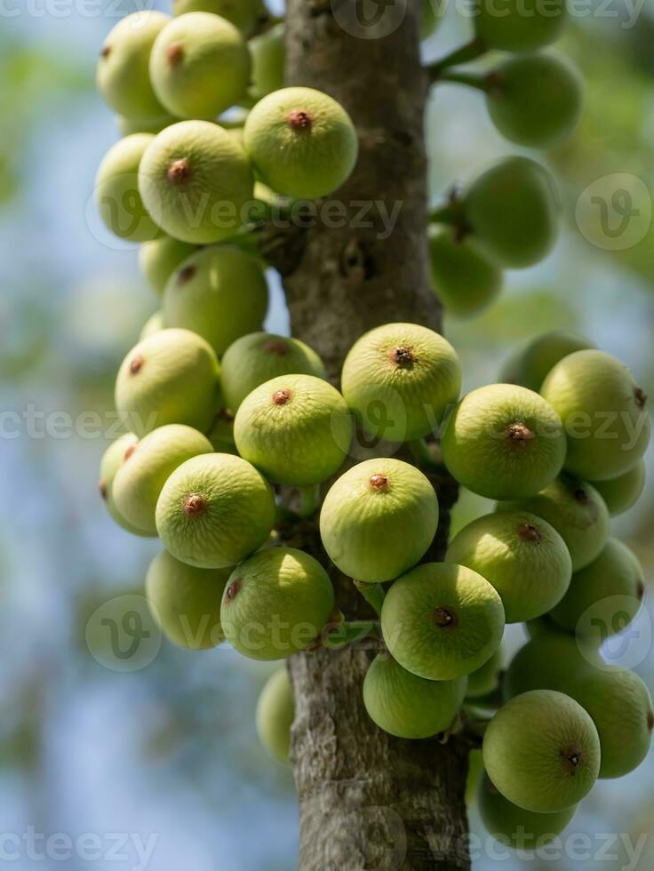Figs on the branch of a fig tree photo