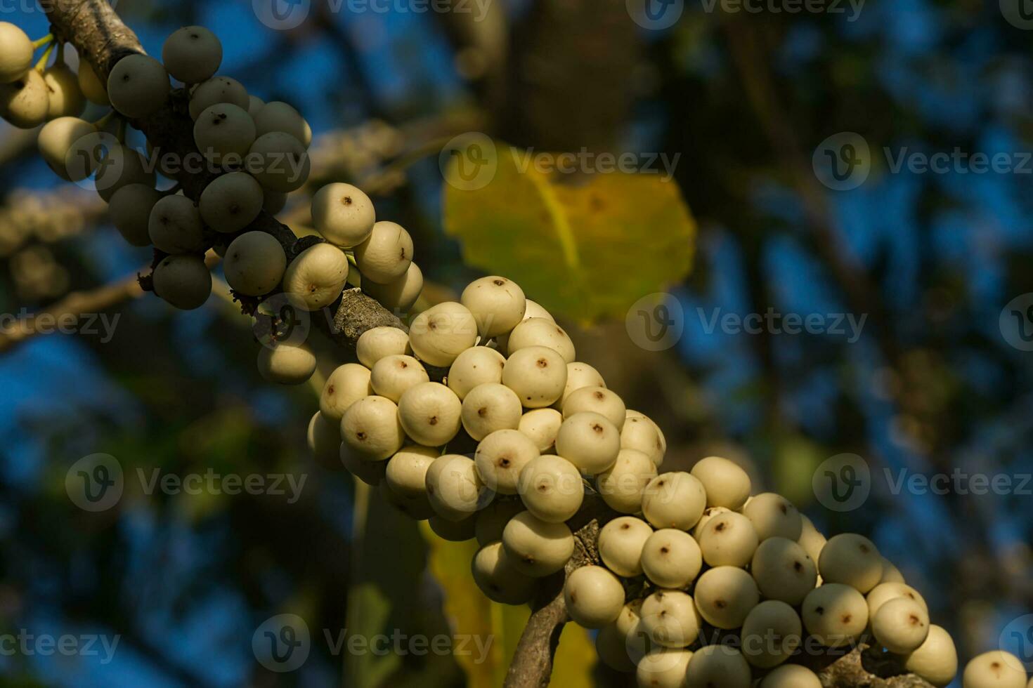 Figs on the branch of a fig tree photo