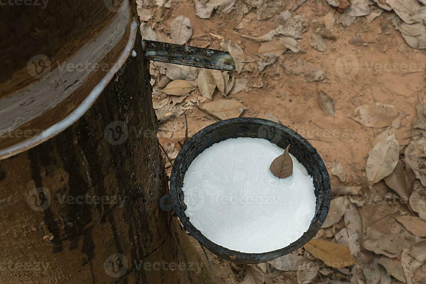 Rubber Latex of rubber trees. photo
