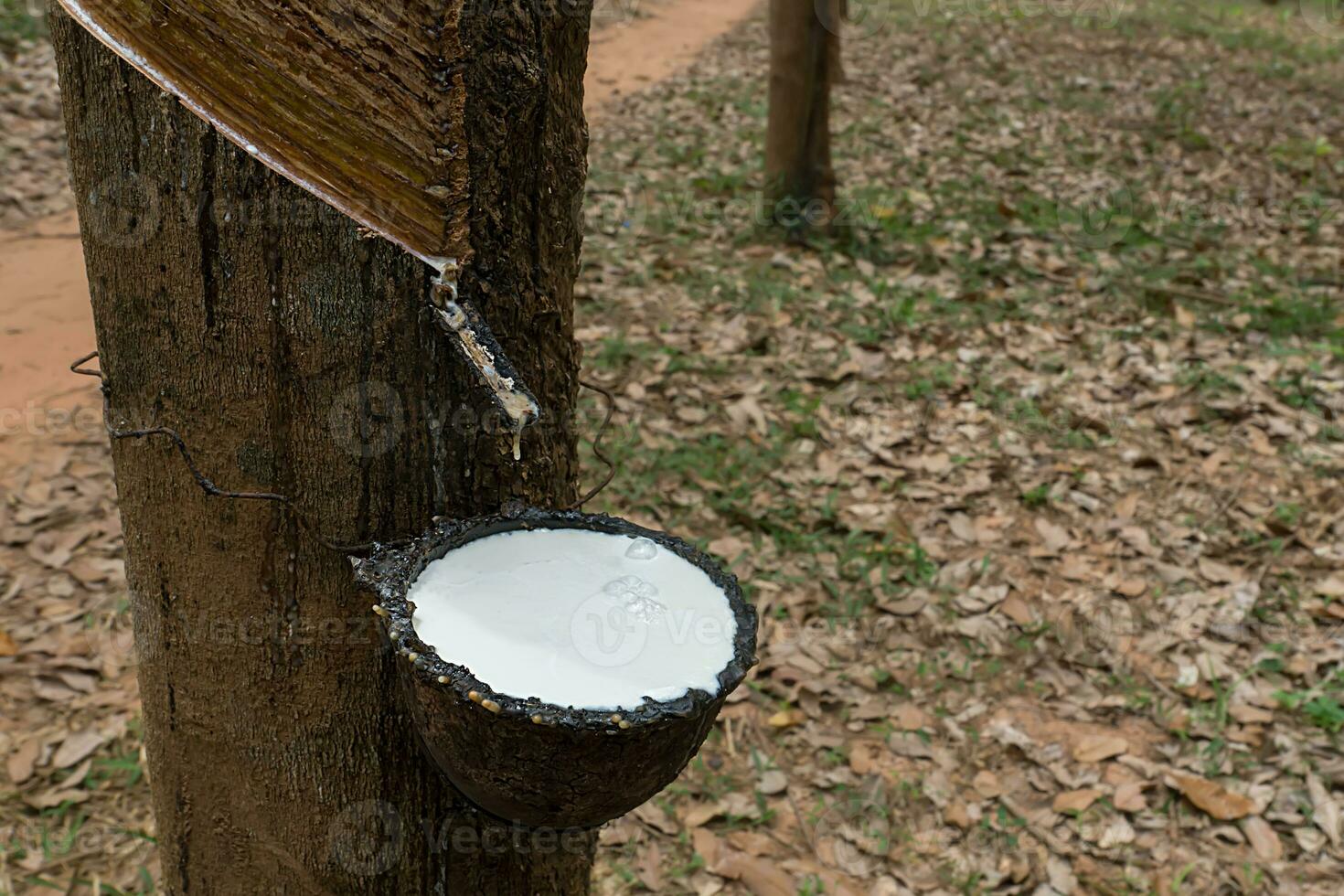 Rubber Latex of rubber trees. photo