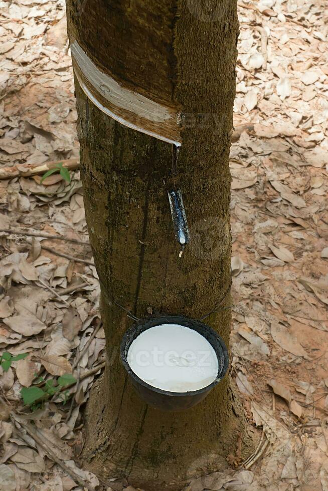 Rubber Latex of rubber trees. photo