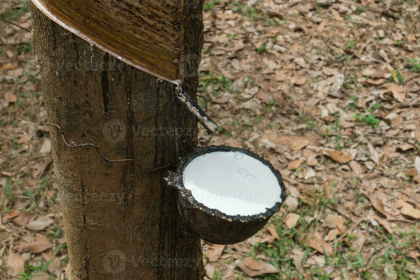 Close up the Fresh latex milk of rubber trees. photo
