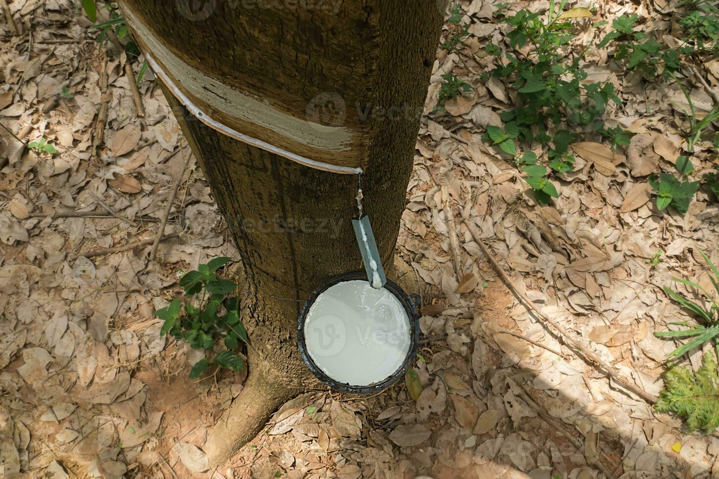 Rubber Latex of rubber trees. photo
